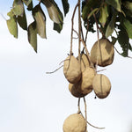 Load image into Gallery viewer, Roasted Grade A Baru Nuts 24 oz